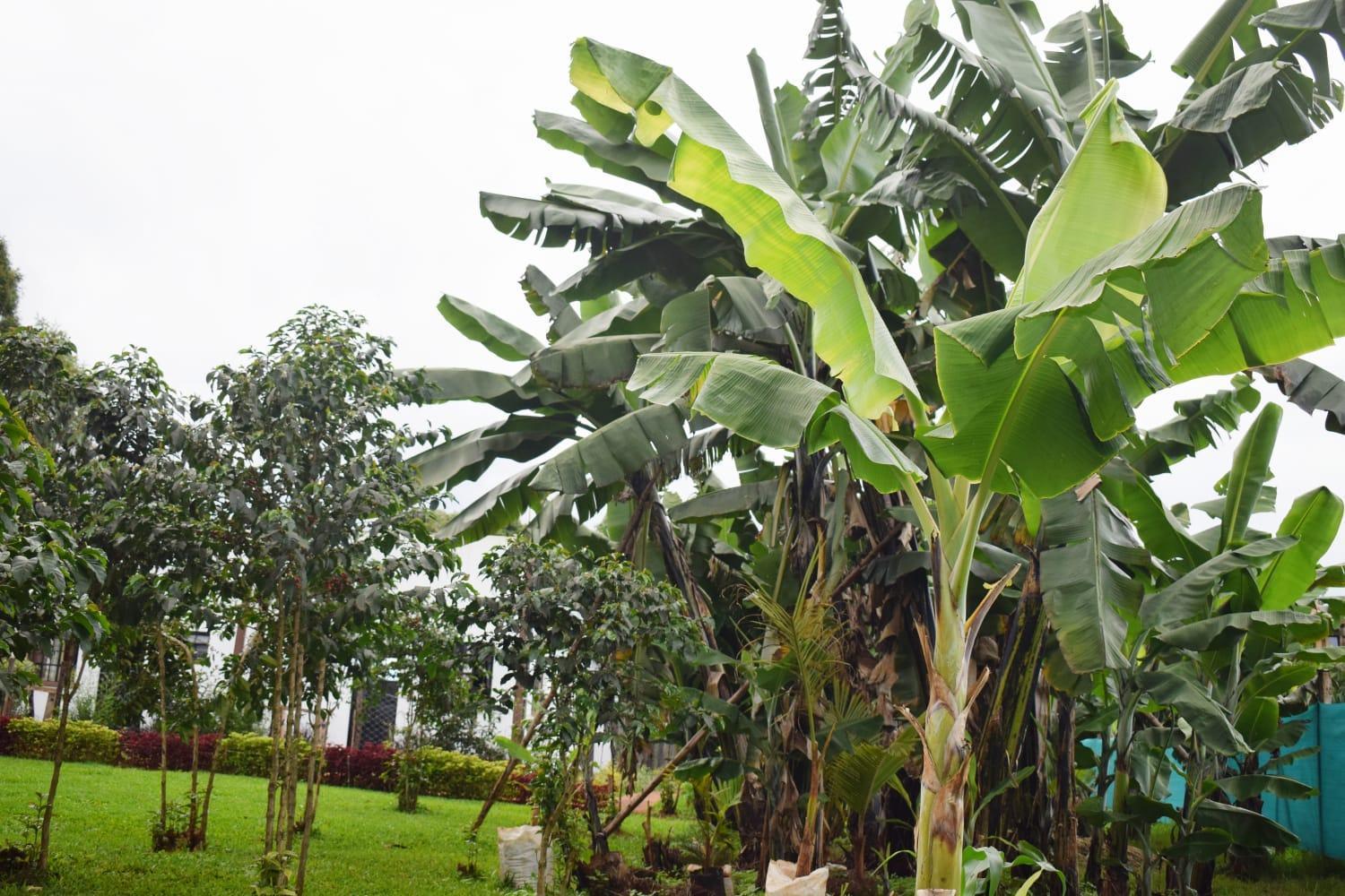 The Plantains Place Karatina Ngoại thất bức ảnh